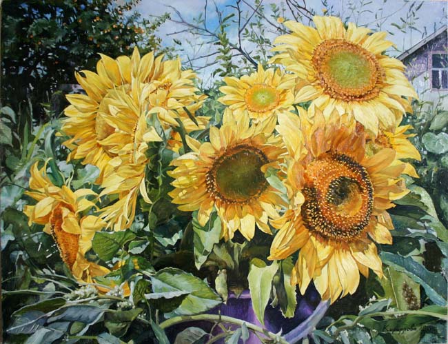  Sunflowers