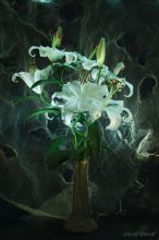 ���� �� ������ �����