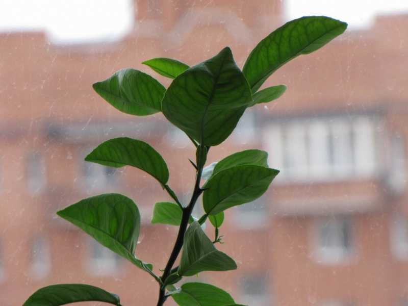 ����� ������